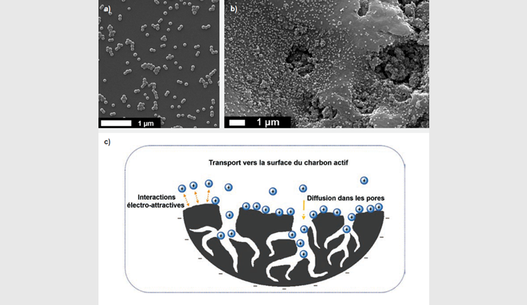 Fig. 5 (a) Image de microscopie électronique de nanoplastiques dans l’eau ultrapure à pH 7,4 ± 0,1 et concentration en nanoplastiques égale à 5 mg/l. (b) Image de microscopie électronique de nanoplastiques adsorbés sur charbon actif dans l’eau ultrapure à pH 7,4 ± 0,1: concentration en nanoplastiques égale à 20 mg/l. Les nanoplastiques sont principalement adsorbés individuellement sur la surface du charbon actif et dans les pores. (c) Mécanismes proposés pour l’élimination des nanoplastiques en présence de charbon actif dans lesquels les interactions électro-attractives entre les nanoplastiques chargés positivement et la surface négative du charbon actif jouent un rôle majeur.