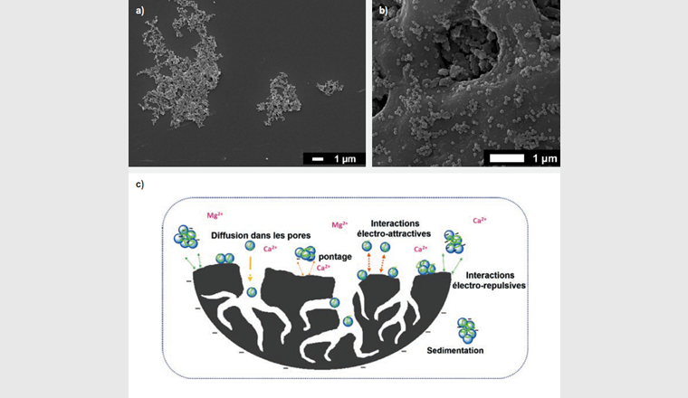 Fig. 6 (a) Image de microscopie électronique de nanoplastiques dans l’eau brute du lac Léman et concentration en nanoplastiques égale à 20 mg/l. Les nanoplastiques sont agrégés et enrobés dans une matrice organique. (b) Image de microscopie électronique de nanoplastiques adsorbés sur charbon actif dans de l’eau brute: concentration en nanoplastiques égale à 20 mg/l. Les nanoplastiques sont principalement adsorbés sous forme d’agrégats et une faible migration est observée dans les pores contrairement à l’eau ultrapure. (c) Mécanismes proposés pour l’élimination des nanoplastiques en présence de charbon actif. L’adsorption et élimination des nanoplastiques est en partie déterminée par la présence de matières organiques et d’ions divalents.