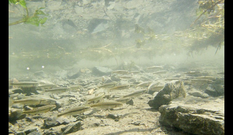 Un banc de vairons (Phoxinus septimaniae) dans le lac Poschiavo. (© Eawag)