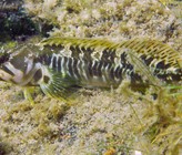 Verborgen am Grund vom Lago Maggiore ein seltener Cagnetta (Salaria fluviatilis). Um die Diversität der Fische und deren Dynamik besser zu verstehen, haben die Forschenden im Projet Lac begonnen, die Fische direkt in ihrer Umgebung zu beobachten. (Foto: Eawag, Ole Seehausen)