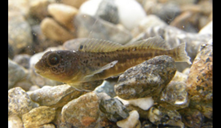 Le Projet Lac a permis de découvrir quelques surprises dans les profondeurs de nos lacs. Cette blenny cagnetta du Lago Maggiore n'a pas encore été clairement identifiée. (© Eawag)