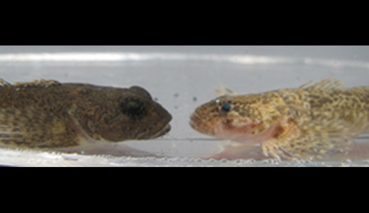 Deux barbottes (Cottus gobio) du lac de Thoune. L'une (à gauche) vit près de la rive, dans des eaux peu profondes ; l'autre (à droite) a été trouvée dans le Projet Lac still à plus de 200 m de profondeur. (© Eawag)