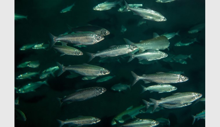 I banchi argentati nelle profondità dei nostri laghi rappresentano un prezioso tesoro di diversità delle specie. (©FSP)