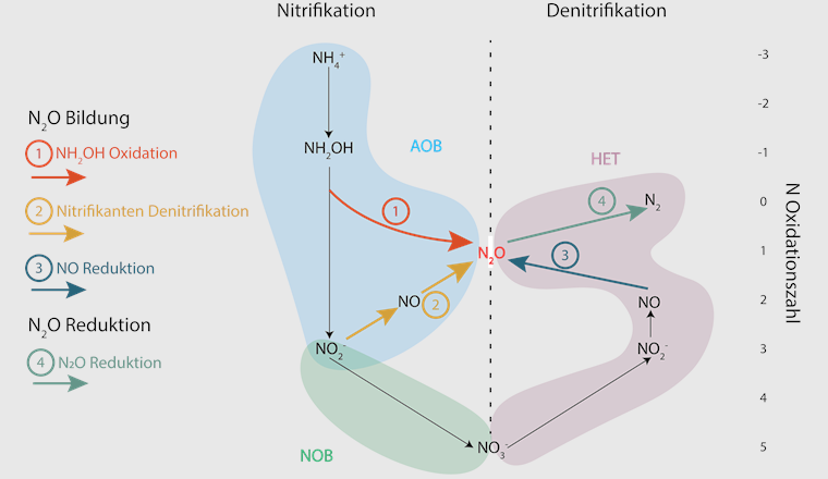 Fig. 2 N₂O-Bildungs- und Reduktionswege während der Nitrifikation und der Denitrifikation in ARA.